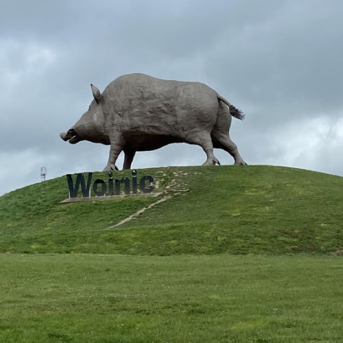 Sanglier des Ardennes ‎⁨sur une aire de repos d'autoroute à Saulces-Monclin